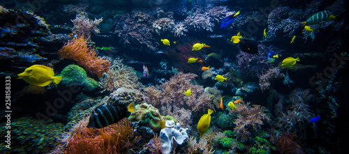 underwater coral reef landscape  with colorful fish photo