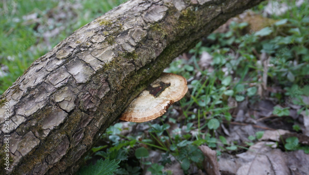 Naklejka premium Spaziergang Entlang Donau alter Wald umwelt verschmutzung