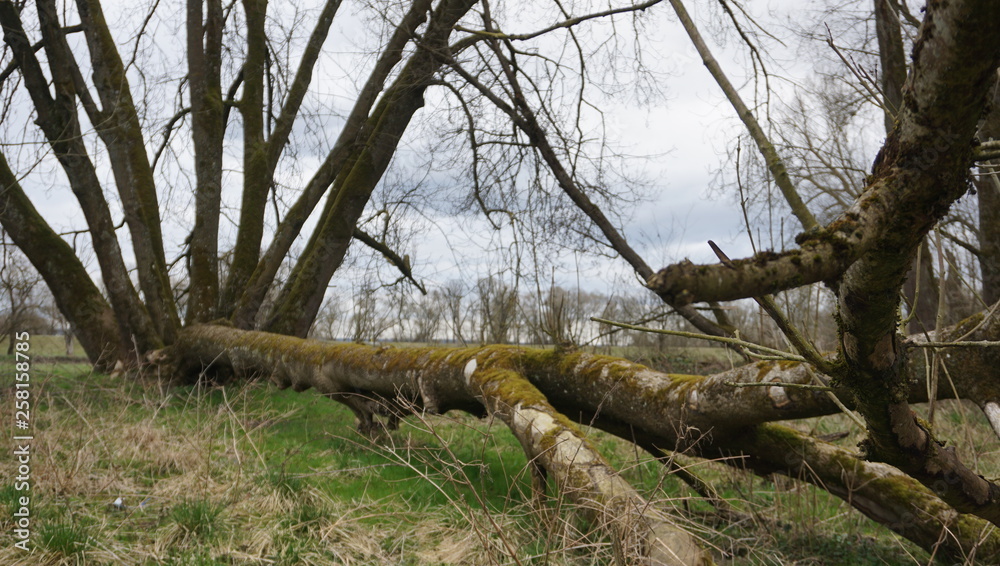 Spaziergang Entlang Donau alter Wald umwelt verschmutzung