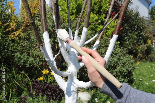 Le chaulage des arbres. Travaux de saison dans le jardin. Mettre chaux blanc sur le tronc d'arbre fruitier pour le protéger. photo