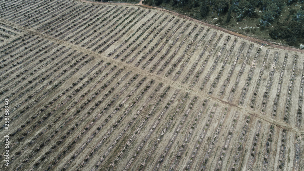 Beautiful fields. Flower crops, Vegetables, Fruit trees.