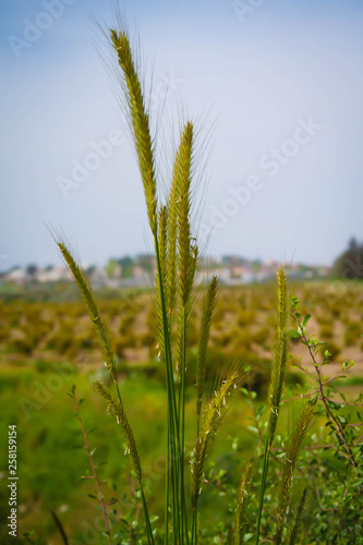 The barley plant flaps in the wind.