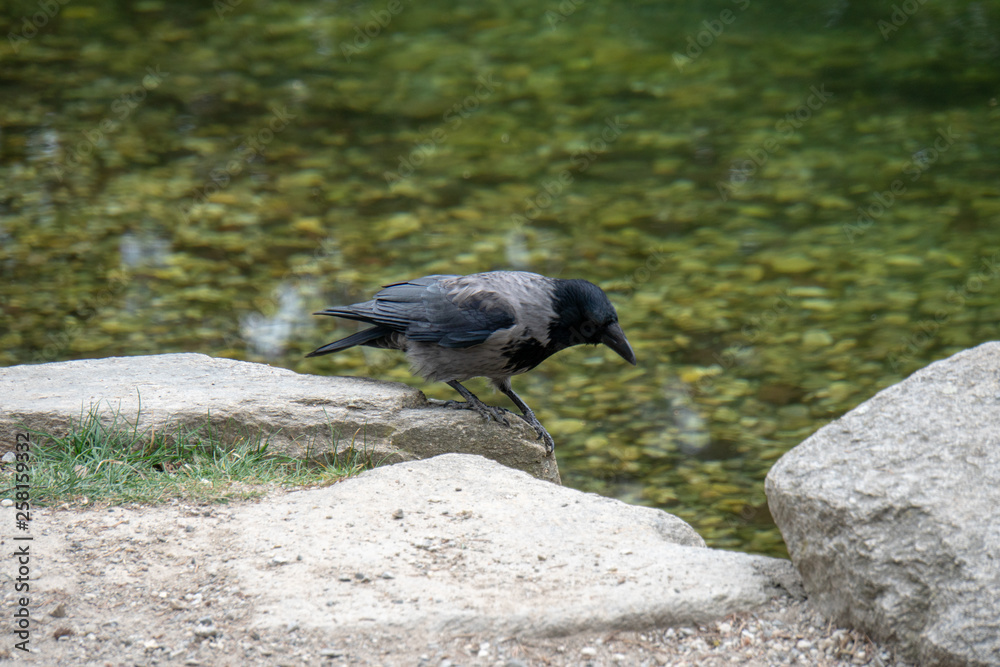 Obraz premium Krähe am Wasser