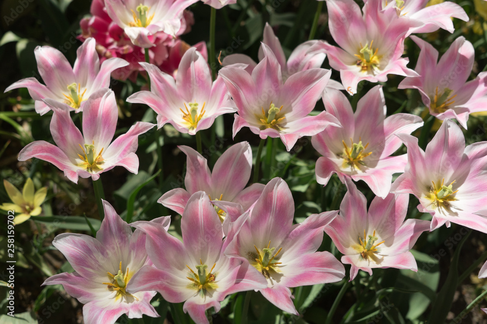 Insel Mainau im Frühling: buntes Tulpenfeld - rosa Insel Mainau im Frühling: buntes Tulpenfeld - rosa