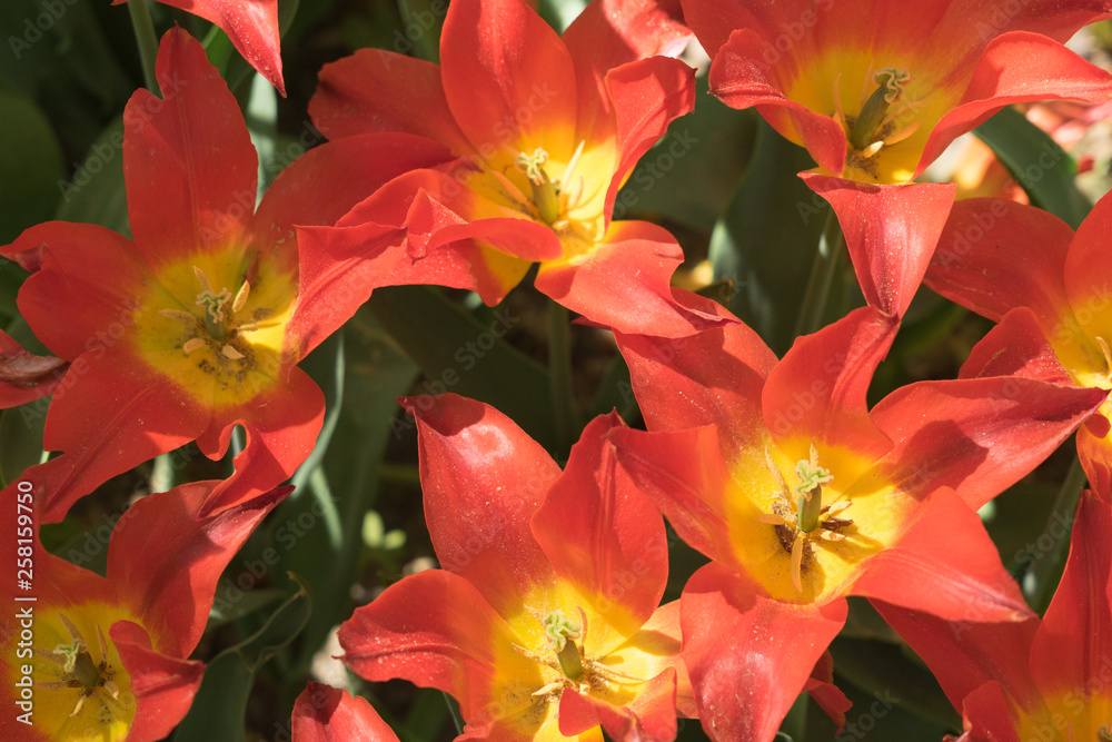 Insel Mainau im Frühling: buntes Tulpenfeld - orange-gelb Insel Mainau im Frühling: buntes Tulpenfeld - orange-gelb