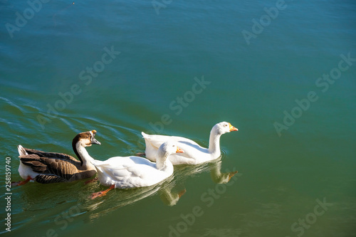 Grey Chinese goose or Swan goose and two White goose on the water in the park Avignon France in winter.