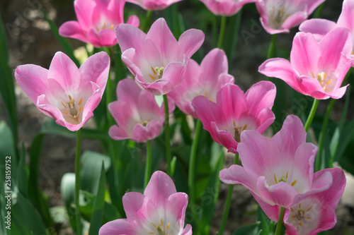 Insel Mainau im Fr  hling  buntes Tulpenfeld - pink