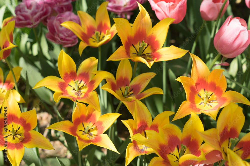 Insel Mainau im Frühling: buntes Tulpenfeld - gelb- orange Insel Mainau im Frühling: buntes Tulpenfeld - gelb- orange