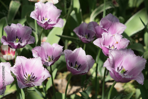 Insel Mainau im Frühling: buntes Tulpenfeld - hell-violett