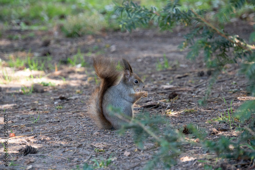 Eichhörnchen am Boden © Patrick