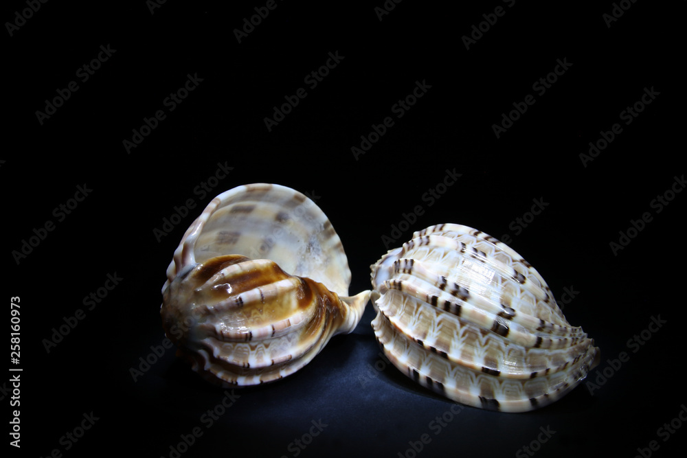 Sea shells are white with shades of brown Sea shells are white with shades of brown