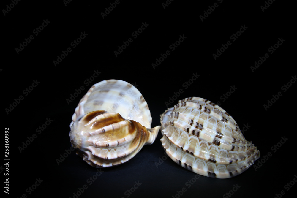 Sea shells are white with shades of brown Sea shells are white with shades of brown