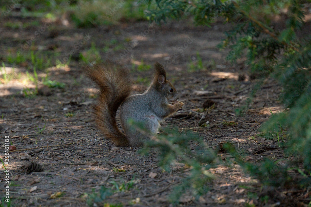 Eichhörnchen am Boden Eichhörnchen am Boden