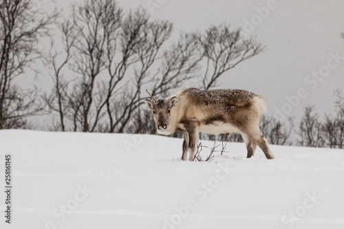 reindeer © JeanBaptiste