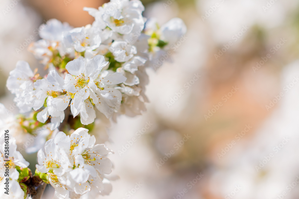 White flowers of fruit tree