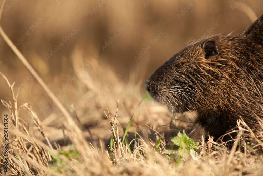 Otter in the Agmon Hula, a nature reserve in Israel Otter in the Agmon Hula, a nature reserve in Israel