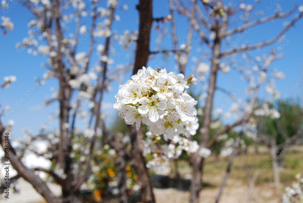 Plum Tree in Blossom, Fruit Tree Plum Tree in Blossom, Fruit Tree