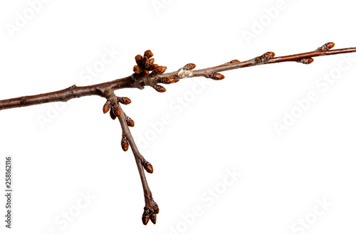 Cherry fruit tree branch with buds on an isolated white background. © Юлия Буракова