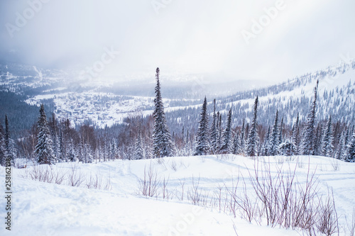 Mountain landscape, Christmas trees under snow in Mountain Shoria-Siberia, Russia..