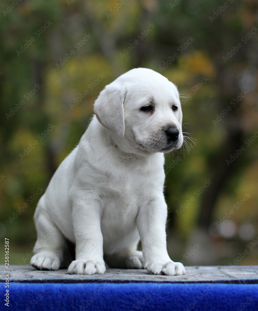little labrador puppy on a blue background