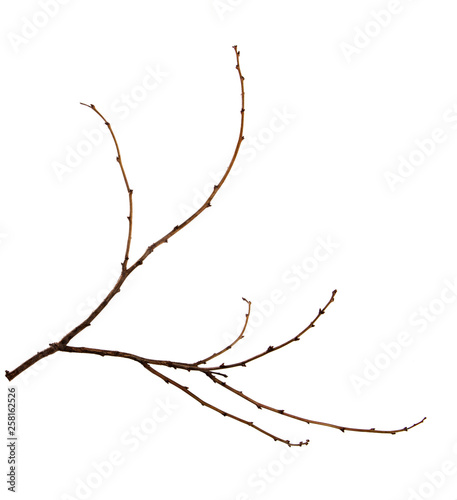 Branch of a fruit tree with buds on an isolated white background. © Юлия Буракова