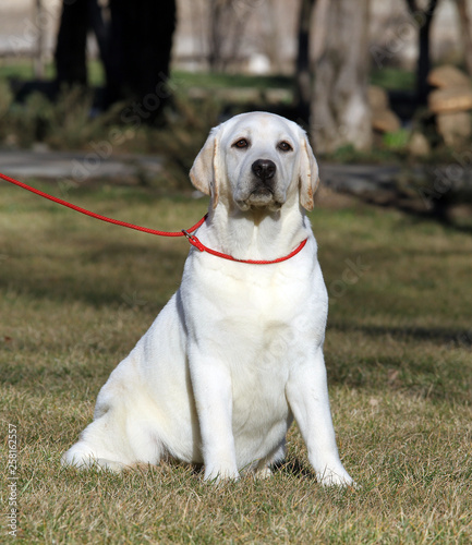 sweet yellow labrador in the park