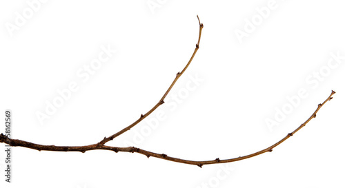 Branch of a fruit tree with buds on an isolated white background.