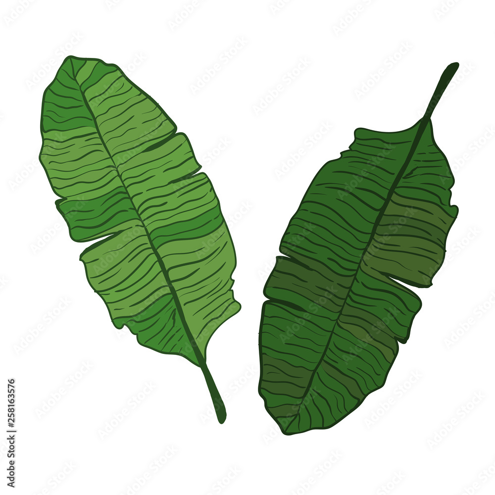 Fototapeta premium Banana leaf vector isolated on white background.