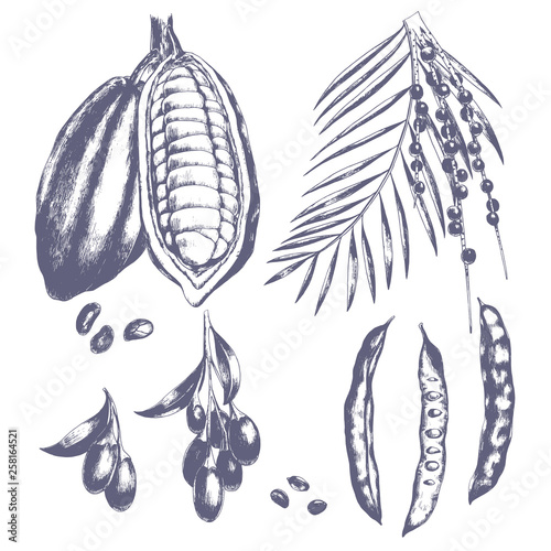 Hand drawn acai and goji berry, carob and cocos. Vector set of healthy vegetarian superfood.