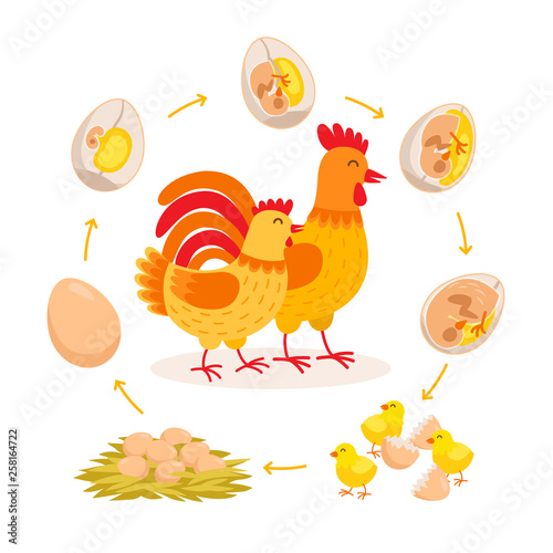 Chicken life cycle, embryo development from egg to hatching chicken. Cute hen and Rooster having babies chicks cartoon characters isolated on white background. Vector illustration in flat style.