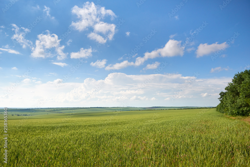 Obraz premium spring landscape - agricultural field with young ears of wheat, green plants and beautiful sky