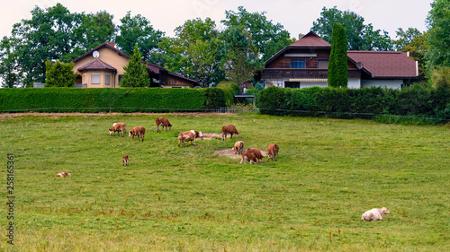 Cow herd in a mountain village, Carinthia, Austria - Image photo