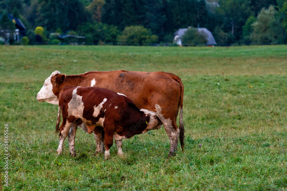 Cow herd in a mountain village, Carinthia, Austria - Image