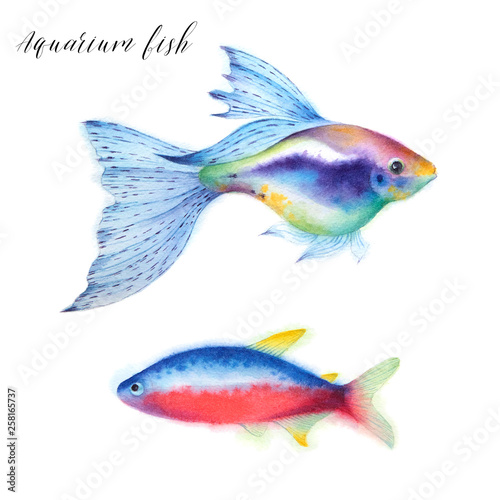 Set of aquarium fish. guppy,  and cardinal tetra. Watercolor illustartion. Tropical sea wildlife. © Evgeniya