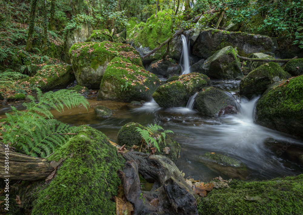 Stream of water flows between mossy rocks and fallen trunks Stream of water flows between mossy rocks and fallen trunks