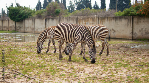 zebra in the zoo
