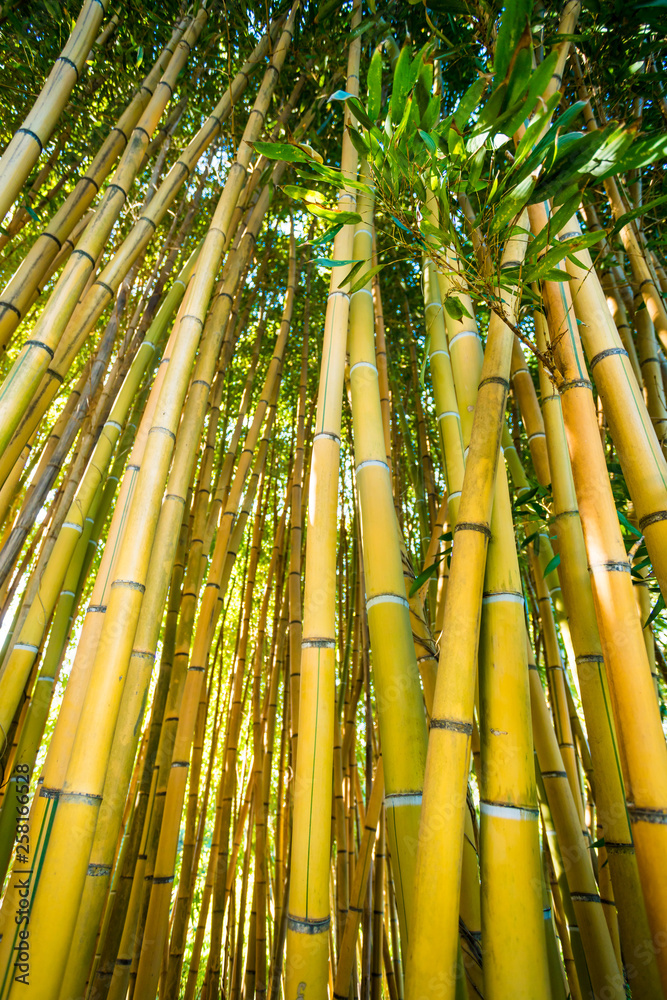 Obraz premium Bamboo forest. nature background