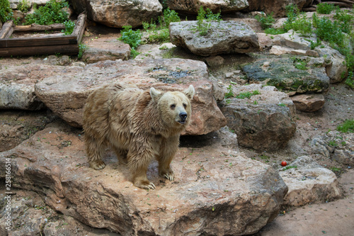 brown bear