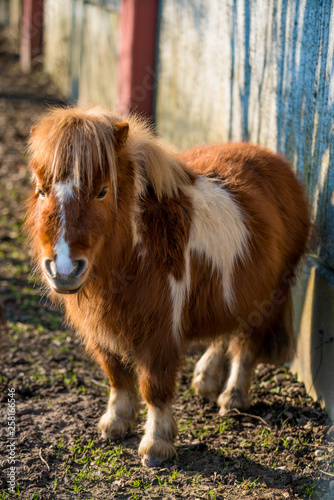 Portrait of a pony