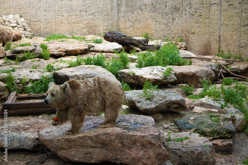 brown bear in zoo