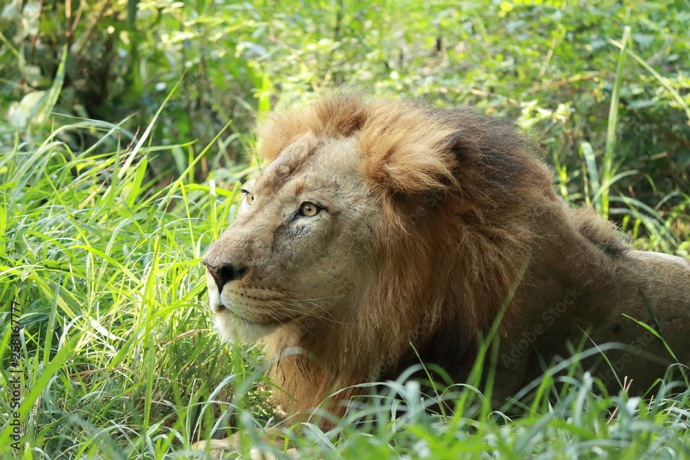 wild life in different national parks of india wild life in different national parks of india