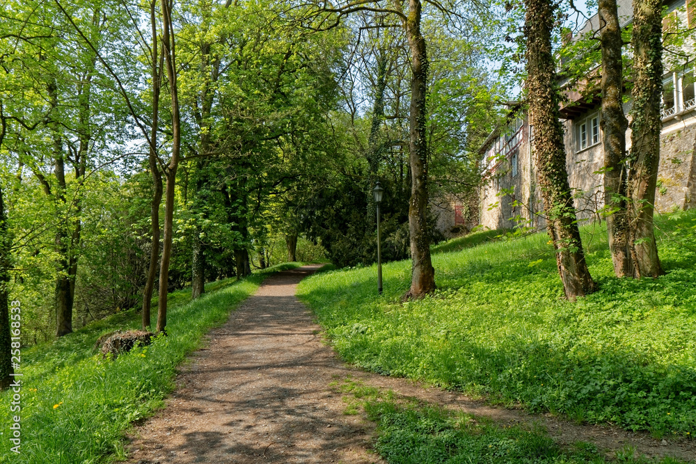 Fototapeta premium Walking path in the park.