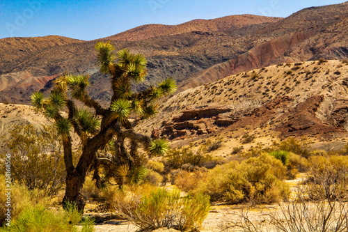 Death Valley joshua tree yucca plant in California