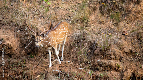 wild life in different national parks of india