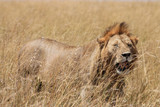 Lion masai mara