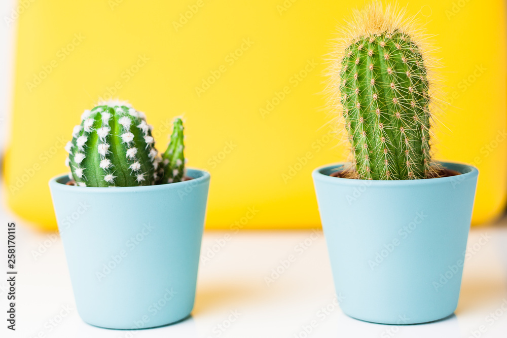 cactus on a yellow background