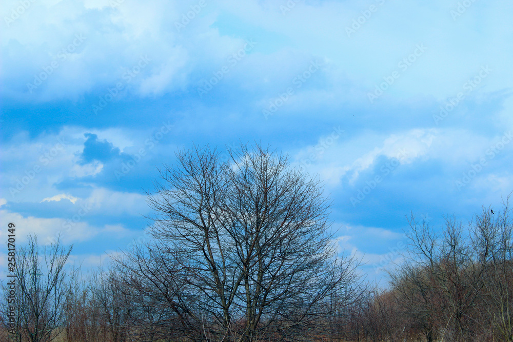 Abstract Nature Background. Trees Over Blue Sky Background. Shot Of The Countryside At Springtime. Abstract Nature Background. Trees Over Blue Sky Background. Shot Of The Countryside At Springtime.