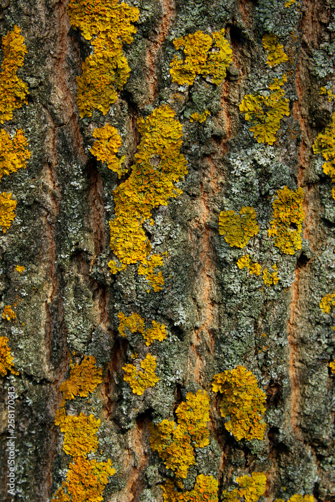 Abstract Nature Background Textures. Cropped Shot Of A Bark. Yellow Lichen On Gray Tree Bark. Abstract Blurred Wooden Background. Colorful Wooden Texture. Abstract Nature Background Textures. Cropped Shot Of A Bark. Yellow Lichen On Gray Tree Bark. Abstract Blurred Wooden Background. Colorful Wooden Texture.