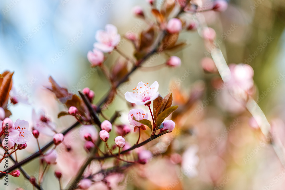 Blühender Kischbaum. Zweig mit kleinen pinken Kirschblüten. Blühender Kischbaum. Zweig mit kleinen pinken Kirschblüten.