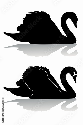swan silhouette, vector draw